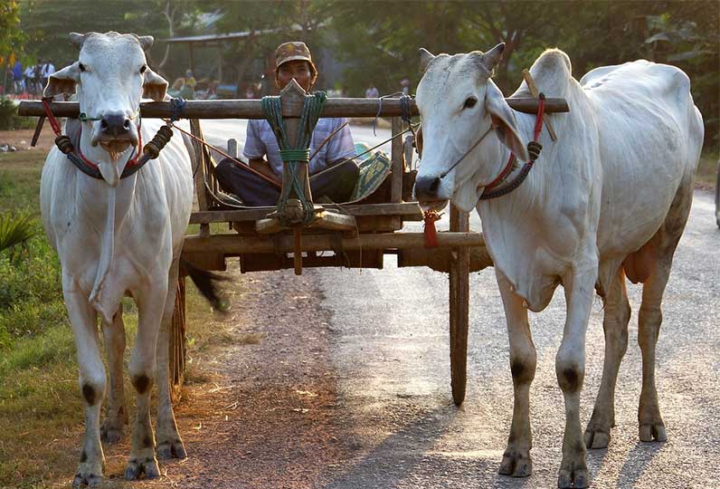 kambodscha-backpacker-transport