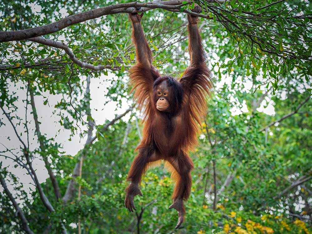 Borneo-orangutan-backpacker-malaysia-südostasien