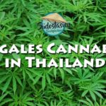legales-cannabis-weed-in-thailand-infos