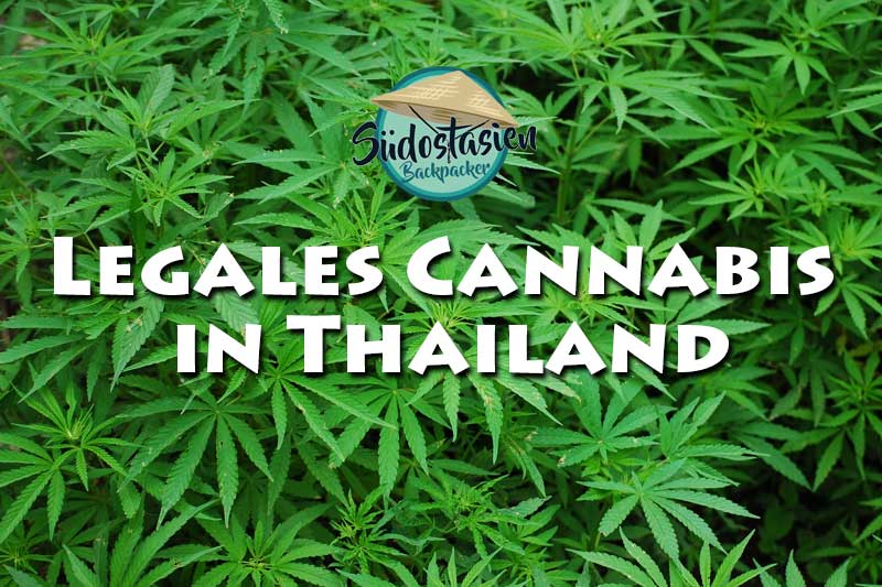 legales-cannabis-weed-in-thailand-infos