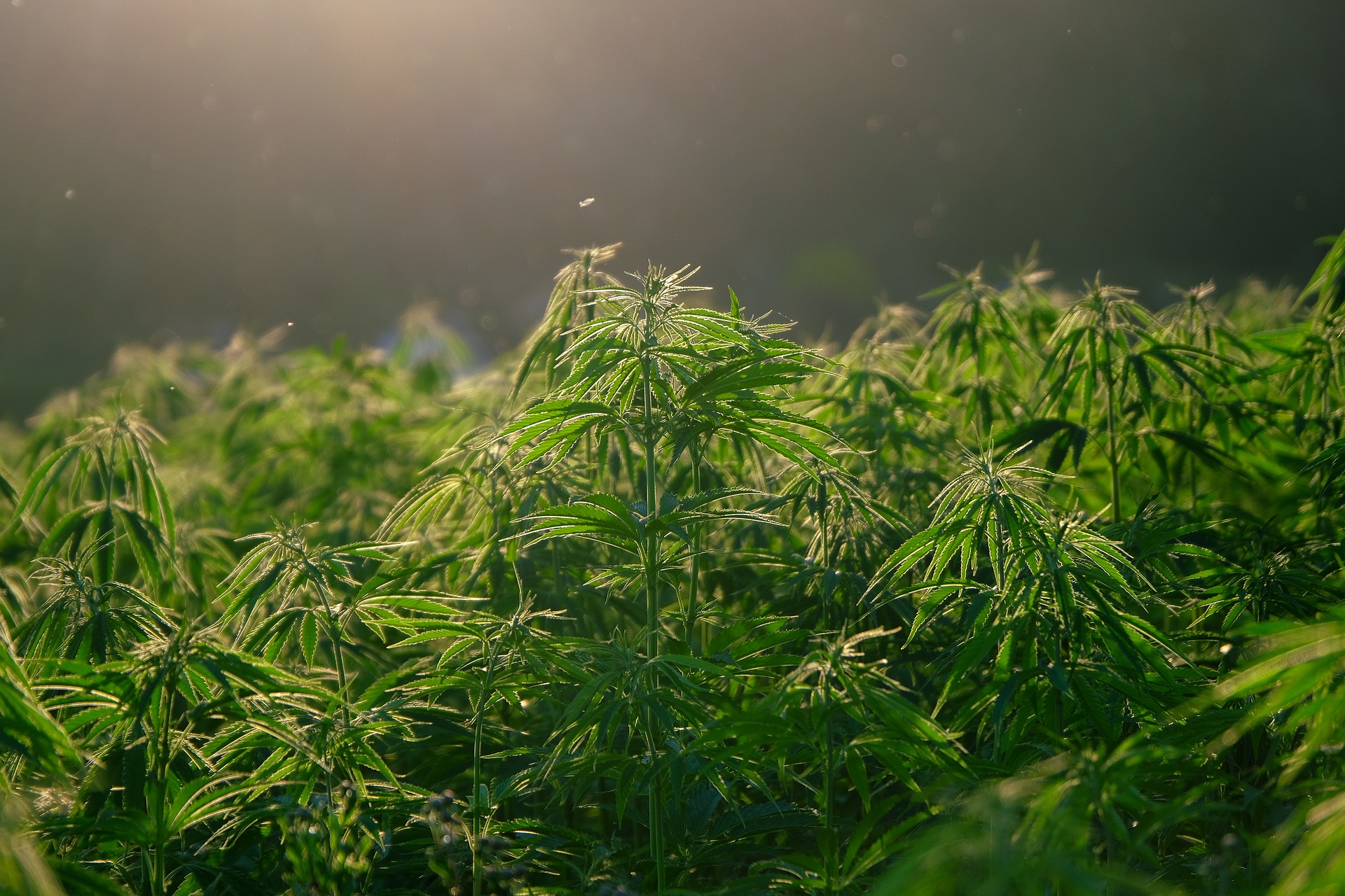 legales cannabis thailand weed